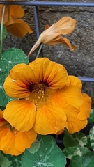 Tropaeolum majus