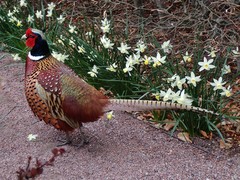 Phasianus colchicus