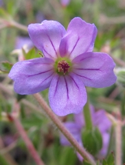 Geranium magellanicum