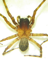 Oramia chathamensis