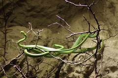 Philothamnus punctatus