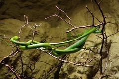 Philothamnus punctatus