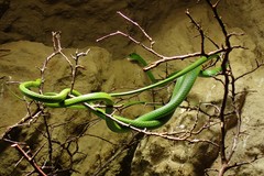 Philothamnus punctatus