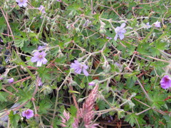 Geranium magellanicum
