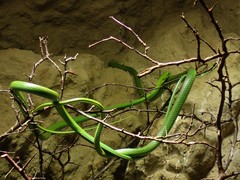 Philothamnus punctatus