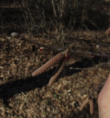 Corylus sieboldiana mandshurica