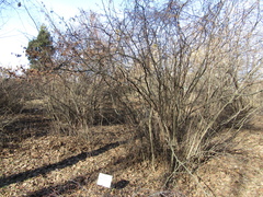 Corylus sieboldiana mandshurica