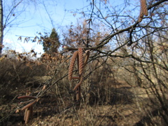 Corylus sieboldiana mandshurica
