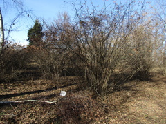 Corylus sieboldiana mandshurica