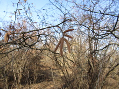 Corylus sieboldiana mandshurica