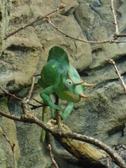 Trioceros deremensis