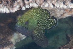 Epinephelus ongus