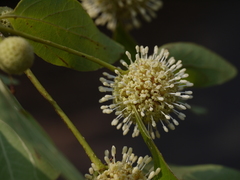 Mitragyna parvifolia