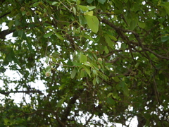 Mitragyna parvifolia