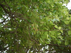 Mitragyna parvifolia