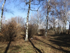 Corylus sieboldiana mandshurica