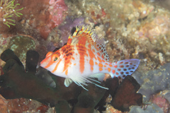 Cirrhitichthys falco