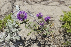 Monardella sinuata nigrescens
