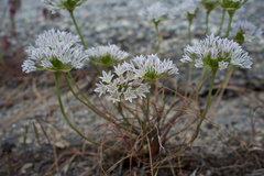 Allium lacunosum davisiae