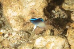 Chrysiptera rollandi