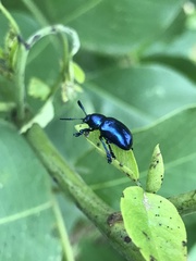 Platycorynus