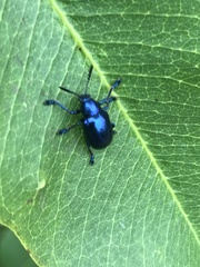 Platycorynus