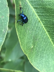 Platycorynus