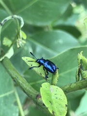 Platycorynus