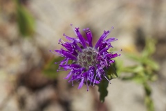 Monardella sinuata nigrescens