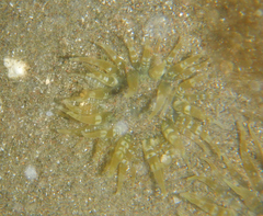 Actinostella flosculifera