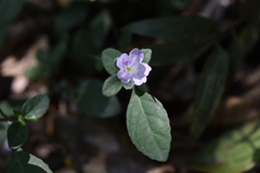 Strobilanthes tetrasperma