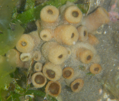 Palythoa grandiflora