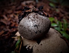 Myriostoma australianum