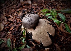 Myriostoma australianum