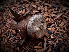 Myriostoma australianum