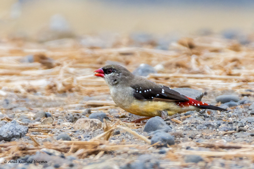 Bengali rouge, femelle