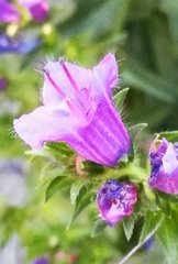 Echium plantagineum