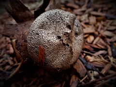 Myriostoma australianum