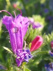 Echium plantagineum