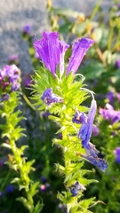 Echium plantagineum