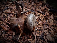 Myriostoma australianum