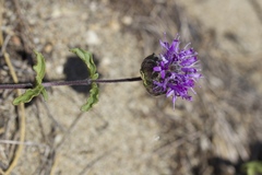 Monardella sinuata nigrescens