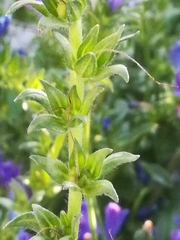 Echium plantagineum