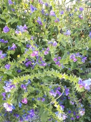 Echium plantagineum