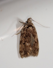 Barea subviridella
