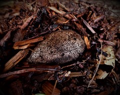 Myriostoma australianum