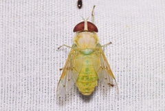 Chlorotabanus crepuscularis