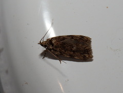 Barea subviridella