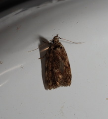 Barea subviridella
