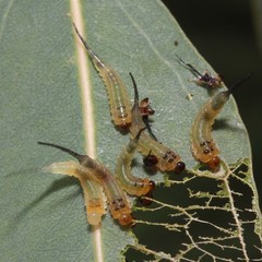 Lophyrotoma interrupta